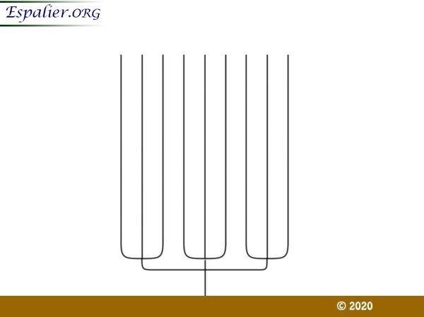 Drietand type: Drietand - Espalier